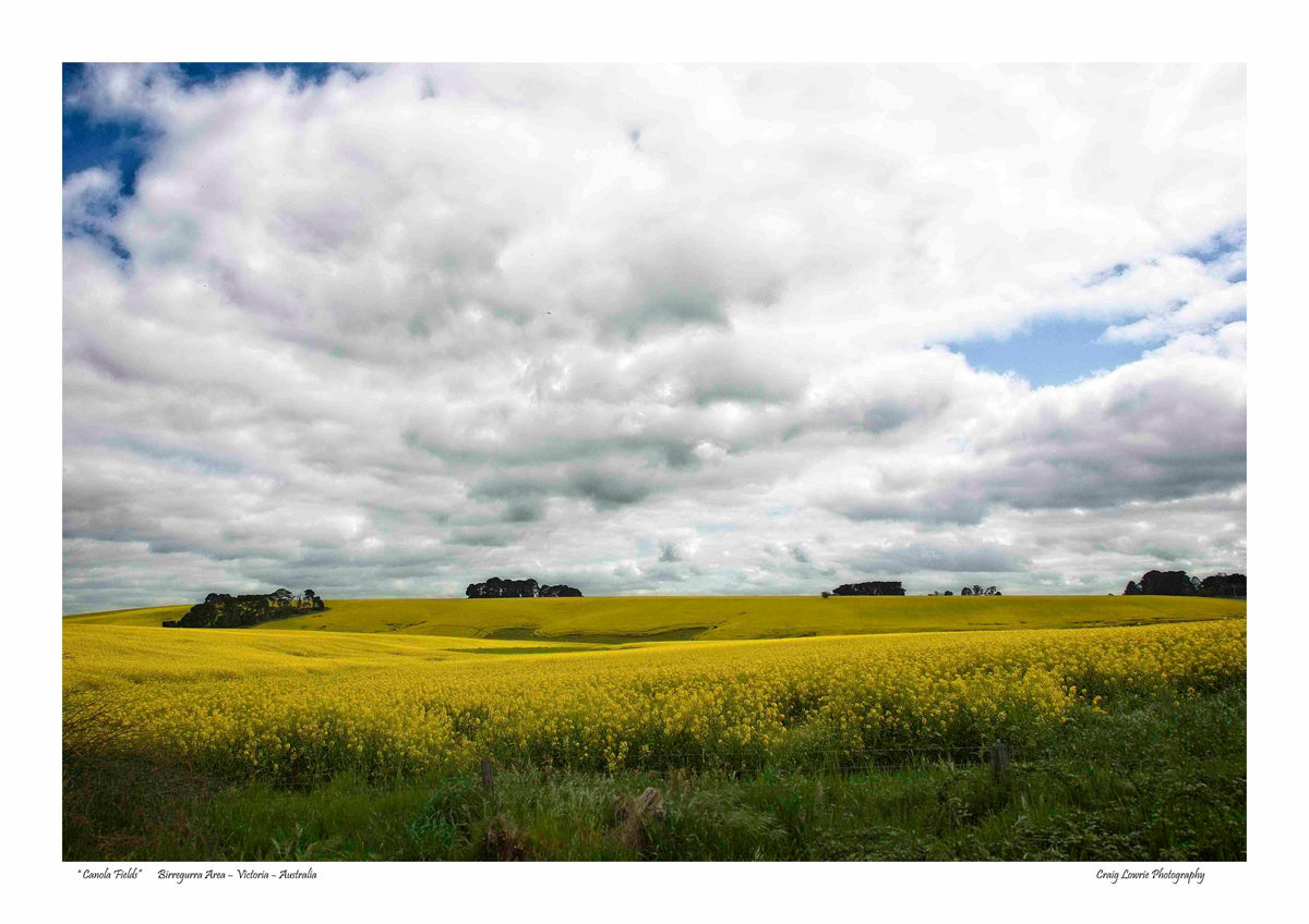 “Canola Fields” Birregurra Area – Victoria – Australia
