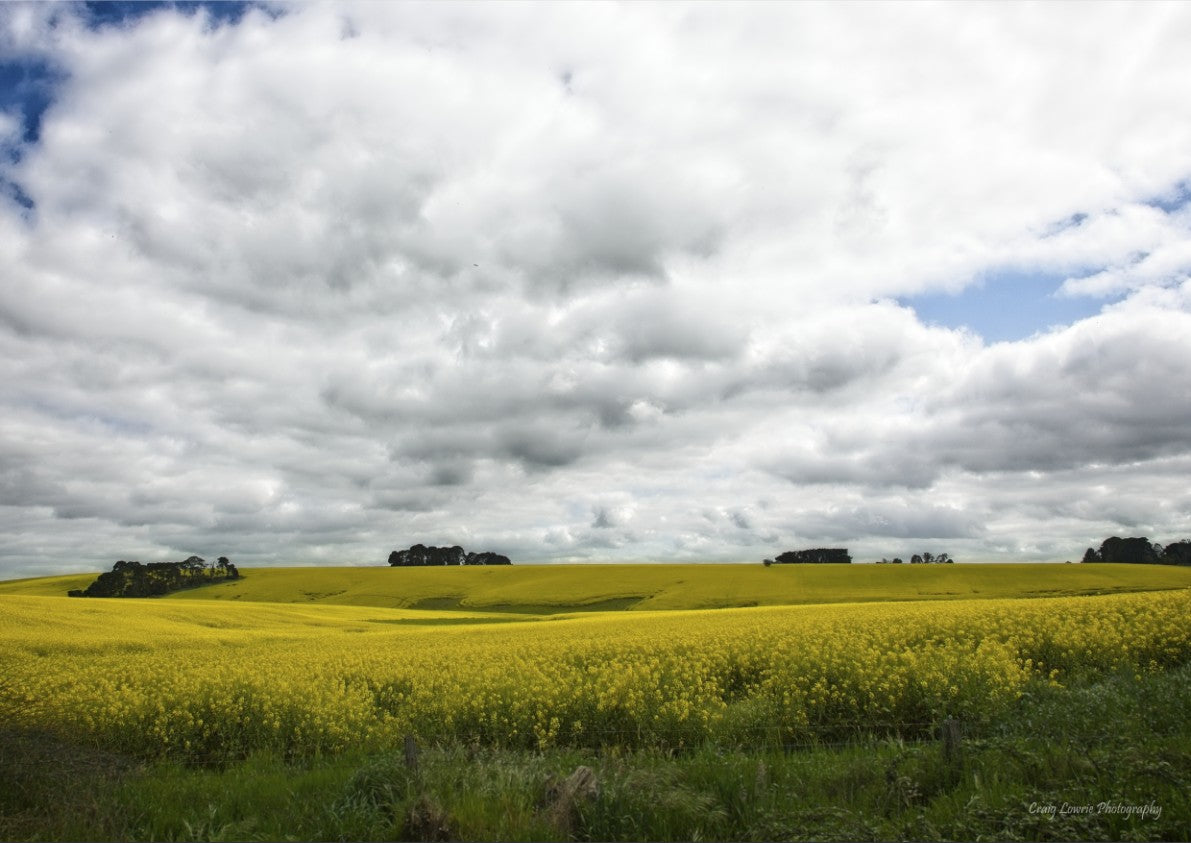 “Canola Fields” Birregurra Area – Victoria – Australia