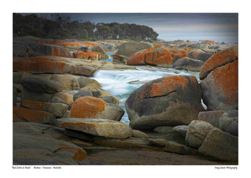 “Red Lichen on Rocks” Bicheno – Tasmania – Australia