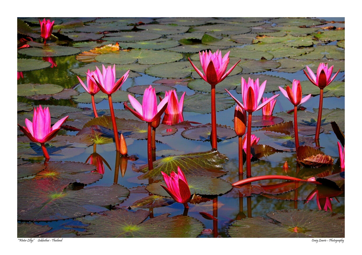 “Water Lillys" Sukhothai – Thailand