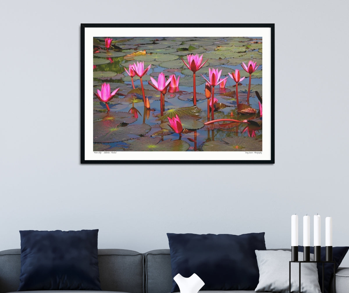 “Water Lillys" Sukhothai – Thailand