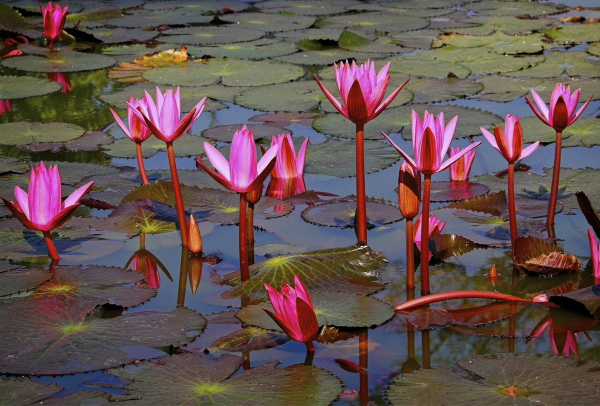 “Water Lillys" Sukhothai – Thailand
